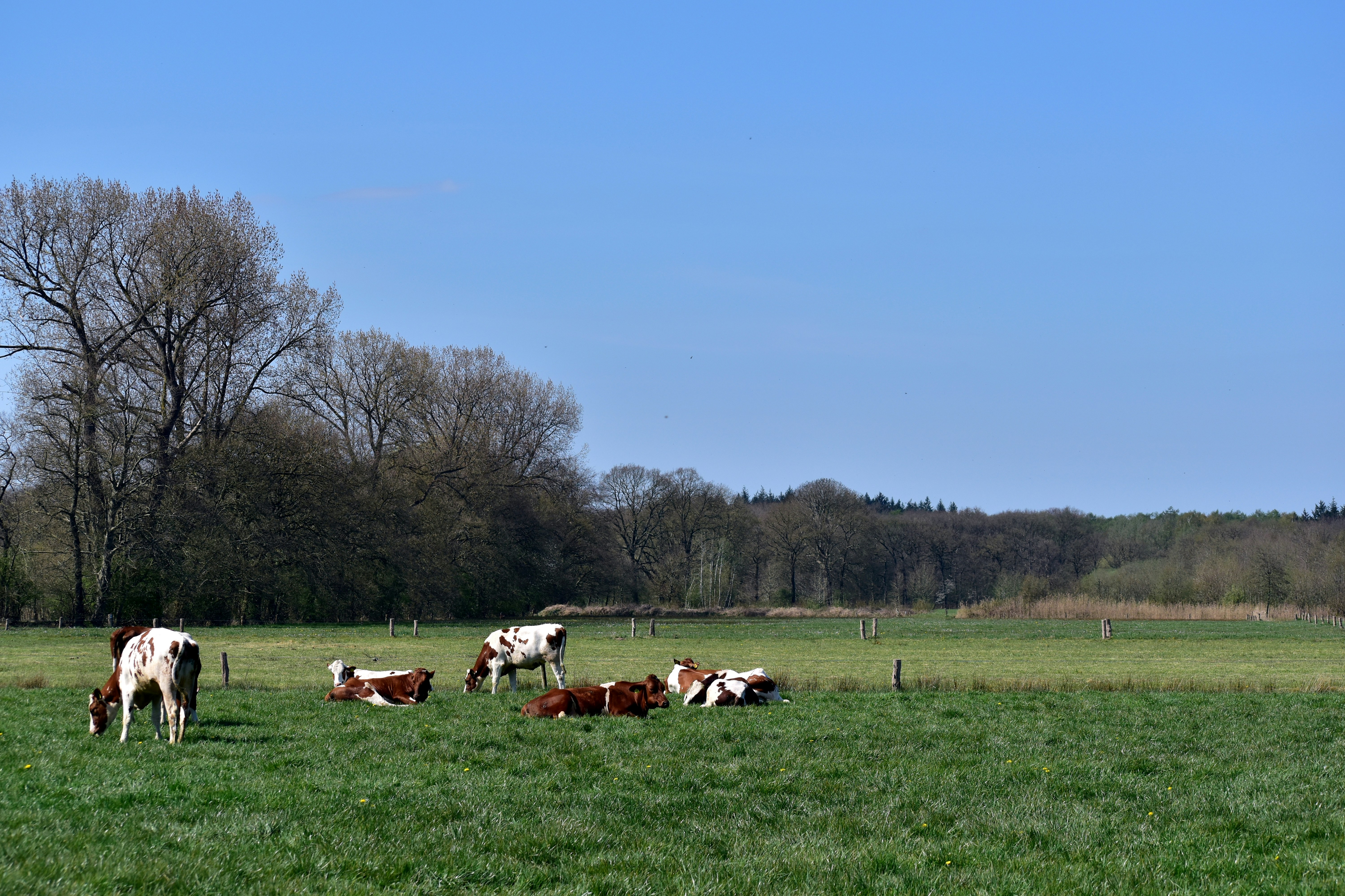 farm animal wallpaper, wallpaper, Bisnis Ternak yang Menjanjikan: Peluang & Panduan 4