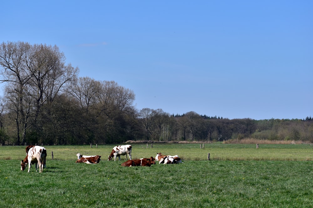 a herd of cattle standing on top of a lush green field