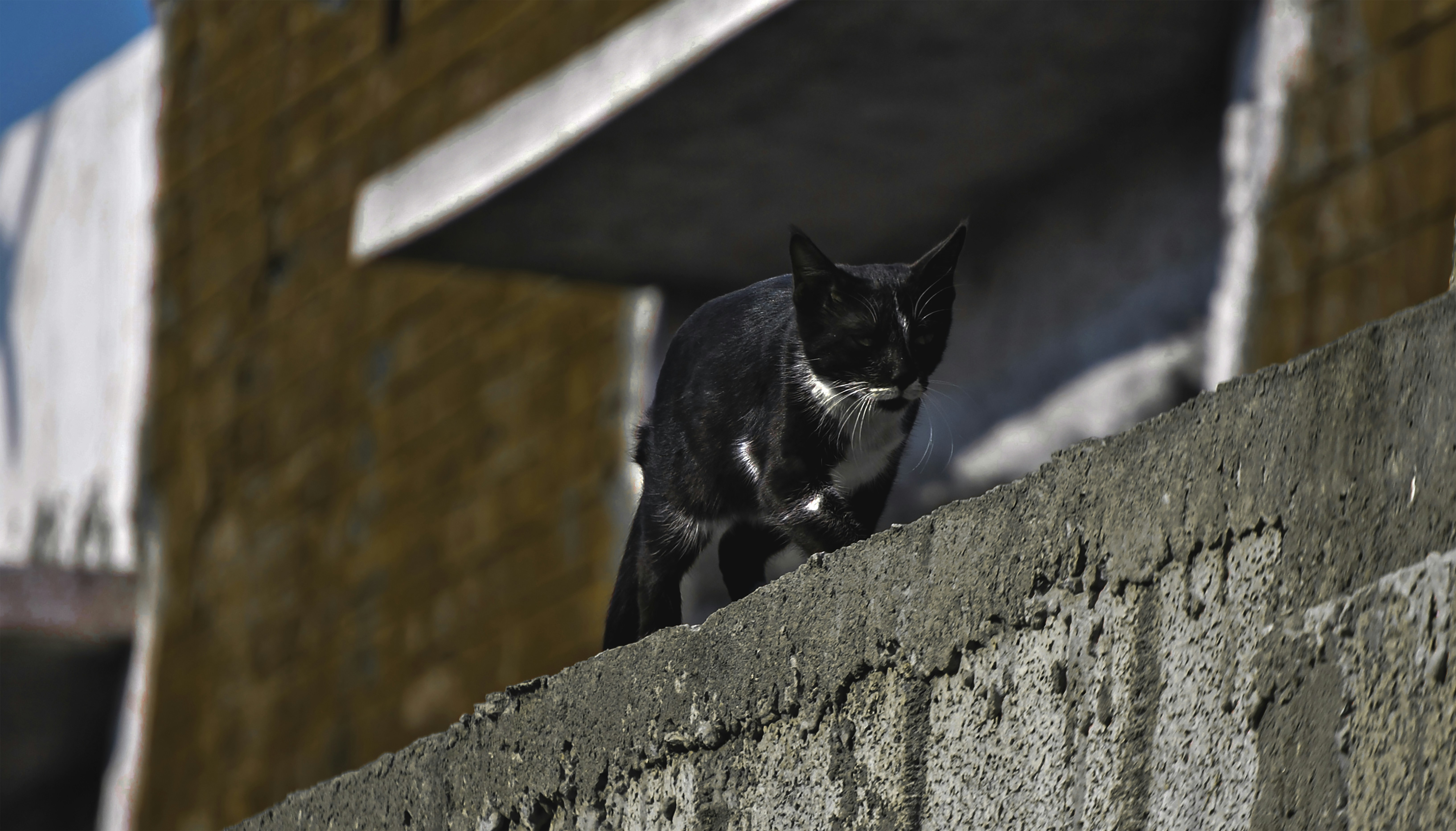 Cat photo