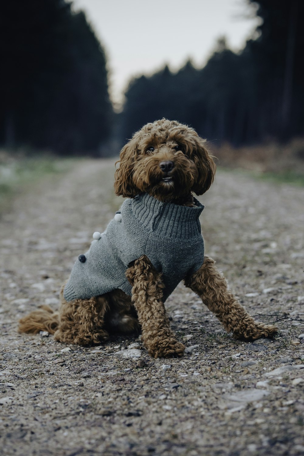 a dog wearing a sweater sitting on a gravel road