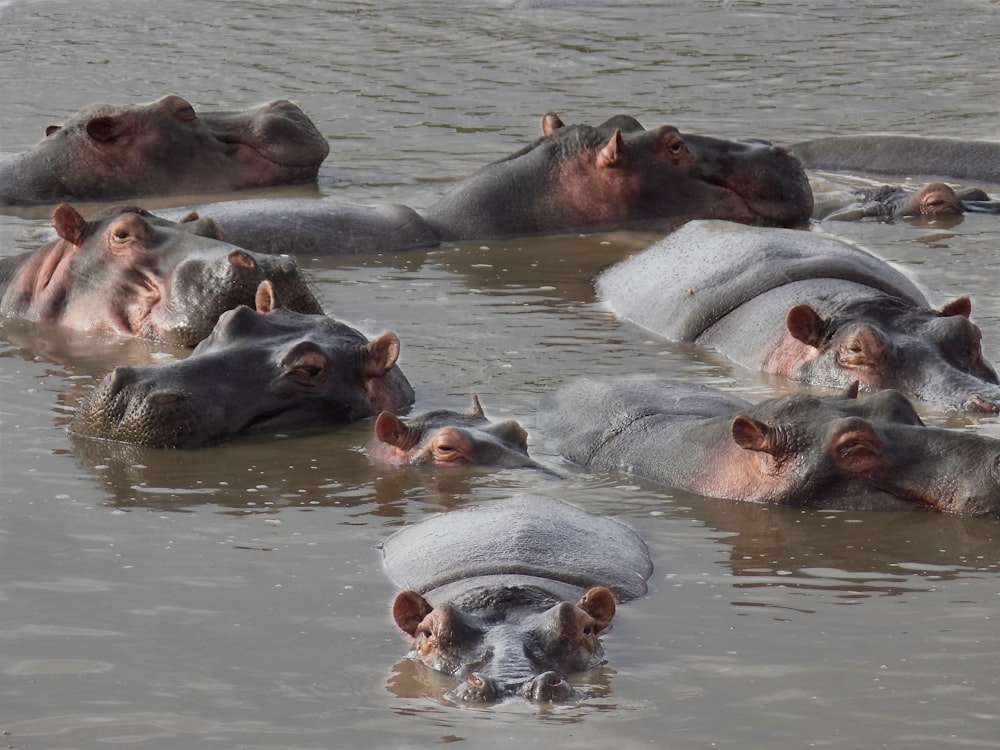 a group of hippopotamus in a body of water