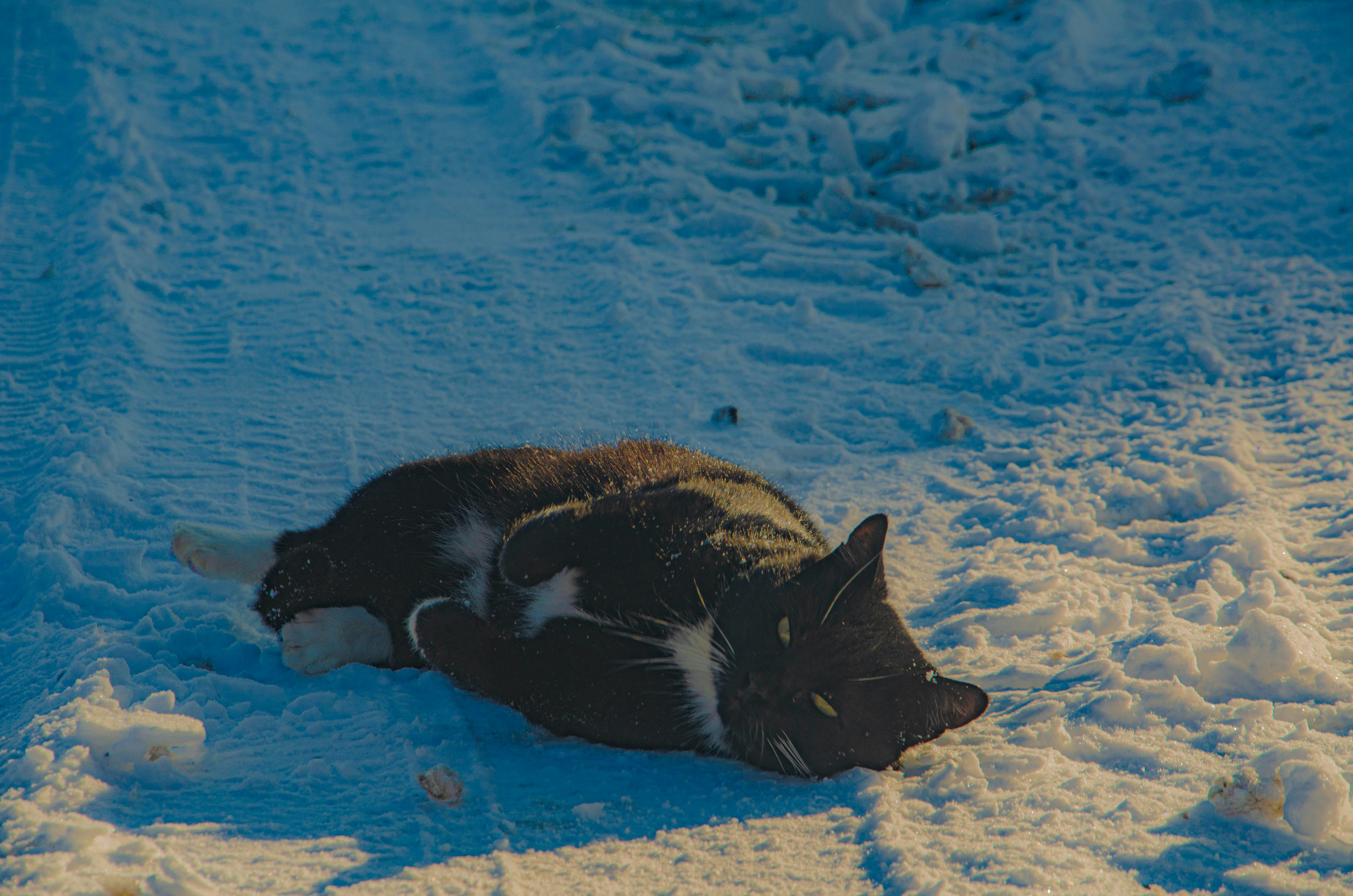 a black and white cat laying in the snow