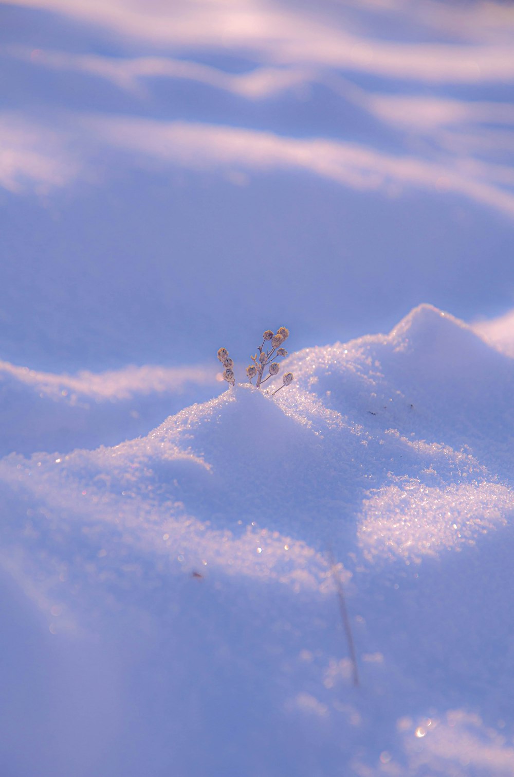 a small plant sprouts out of the snow