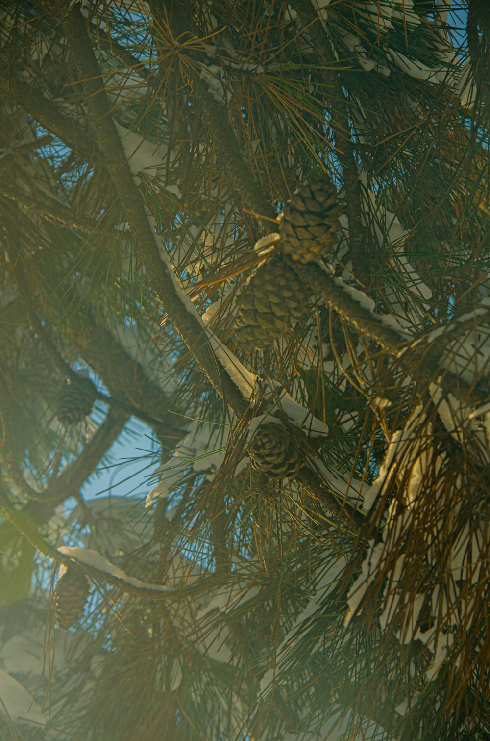 a bird sitting on a branch of a pine tree