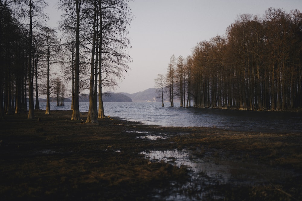 a body of water surrounded by lots of trees