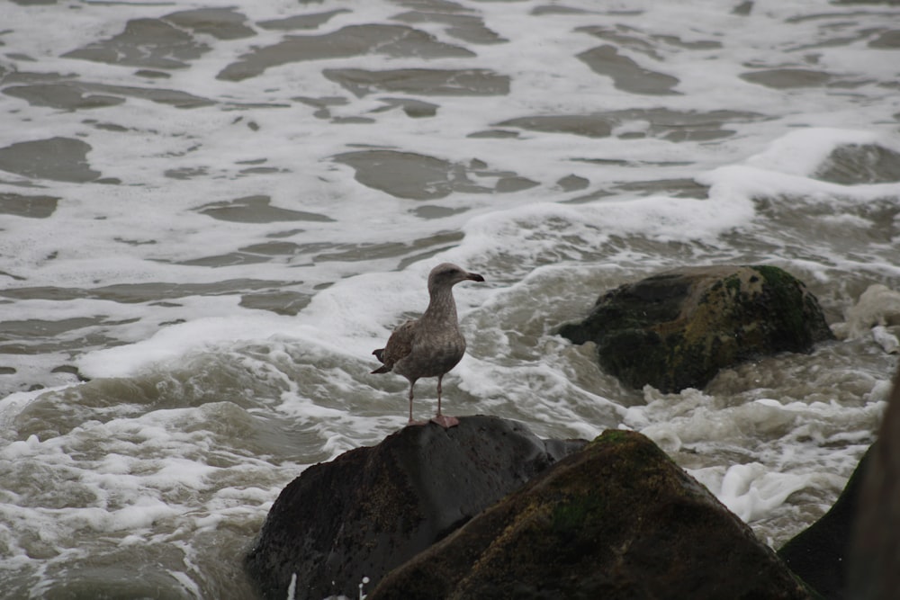 a seagull standing on a rock in the ocean