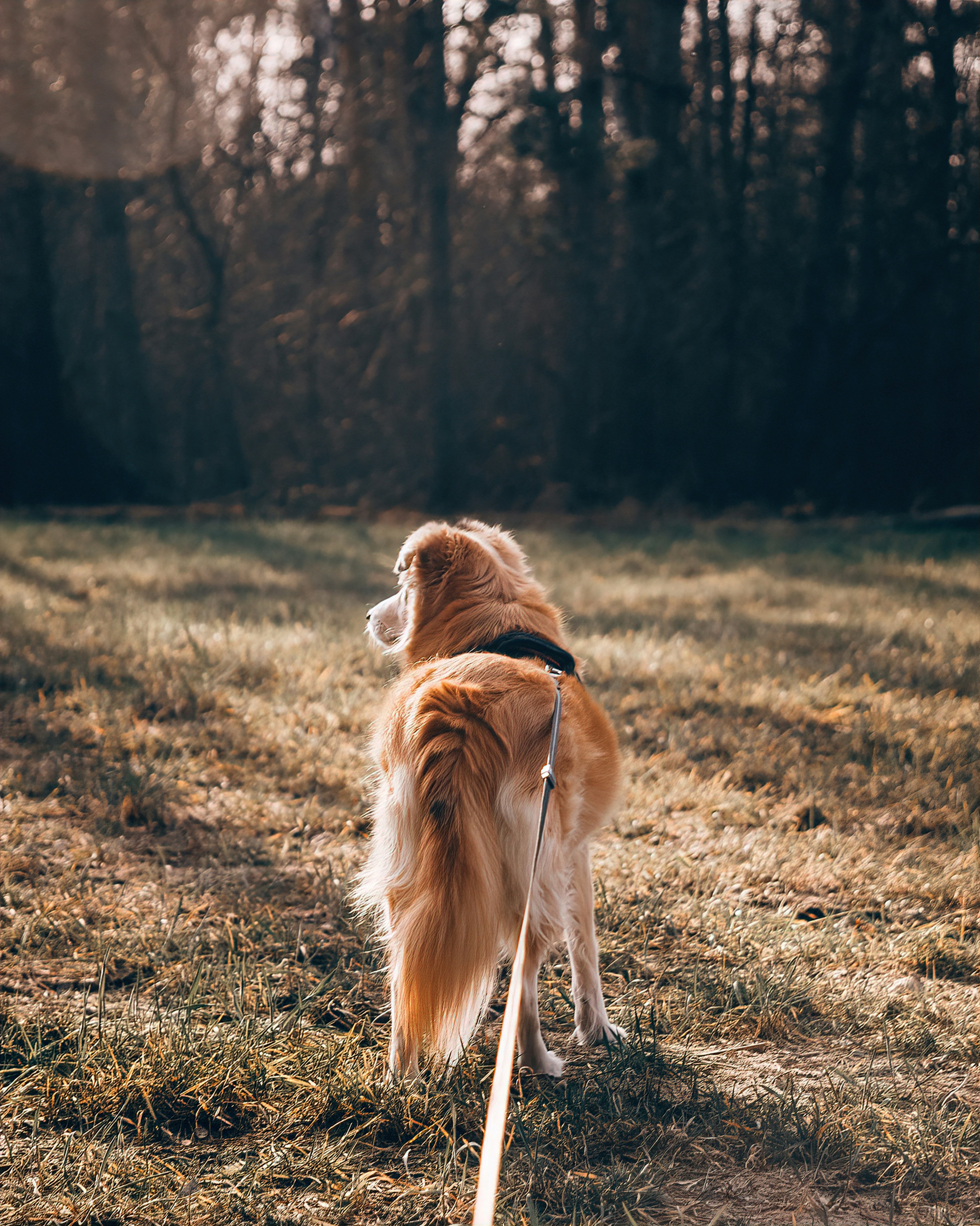 a brown and white dog standing on top of a grass covered field