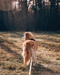 a brown and white dog standing on top of a grass covered field