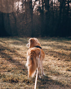 a brown and white dog standing on top of a grass covered field