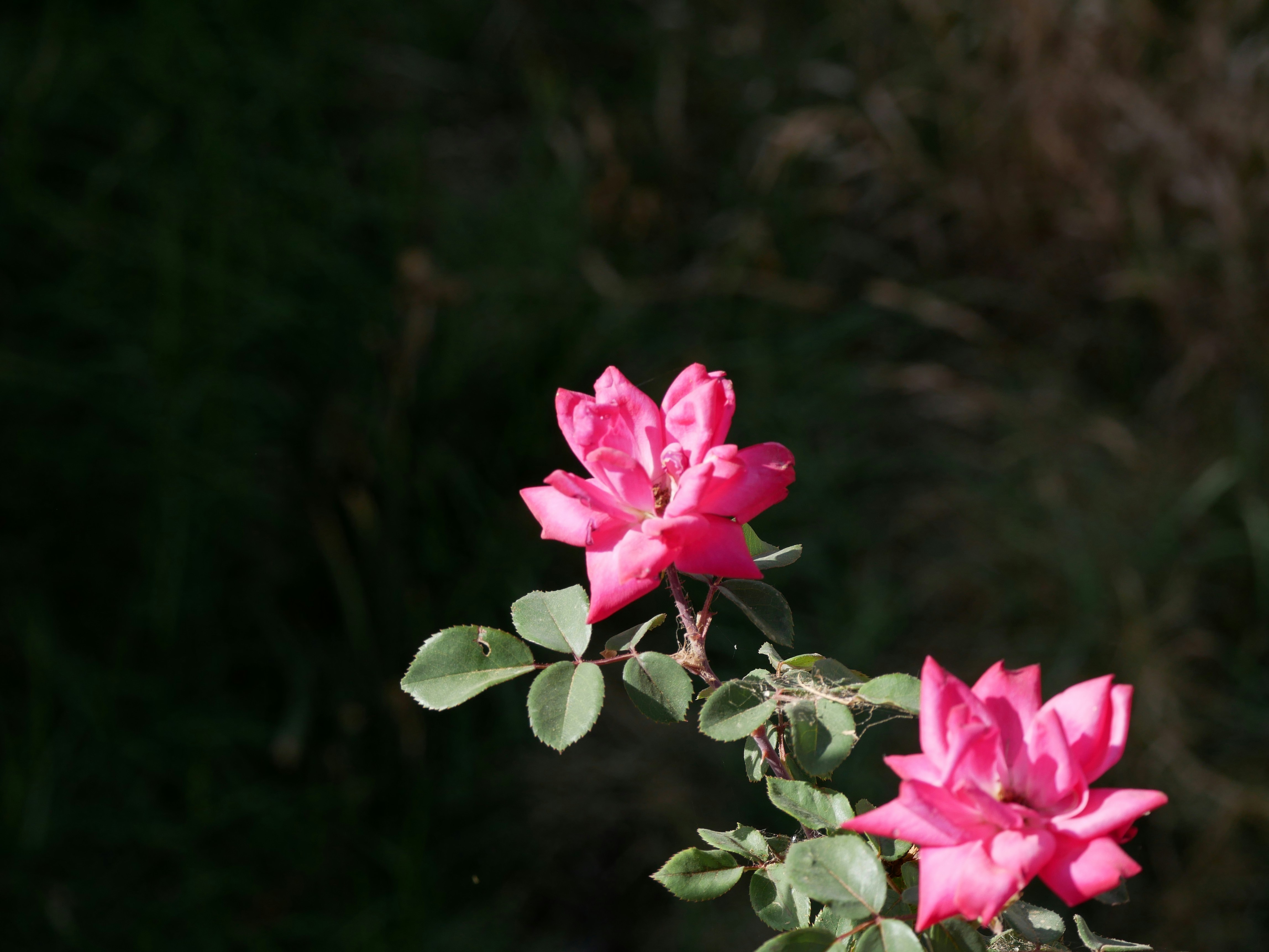 Sarkhej Roza photo 3