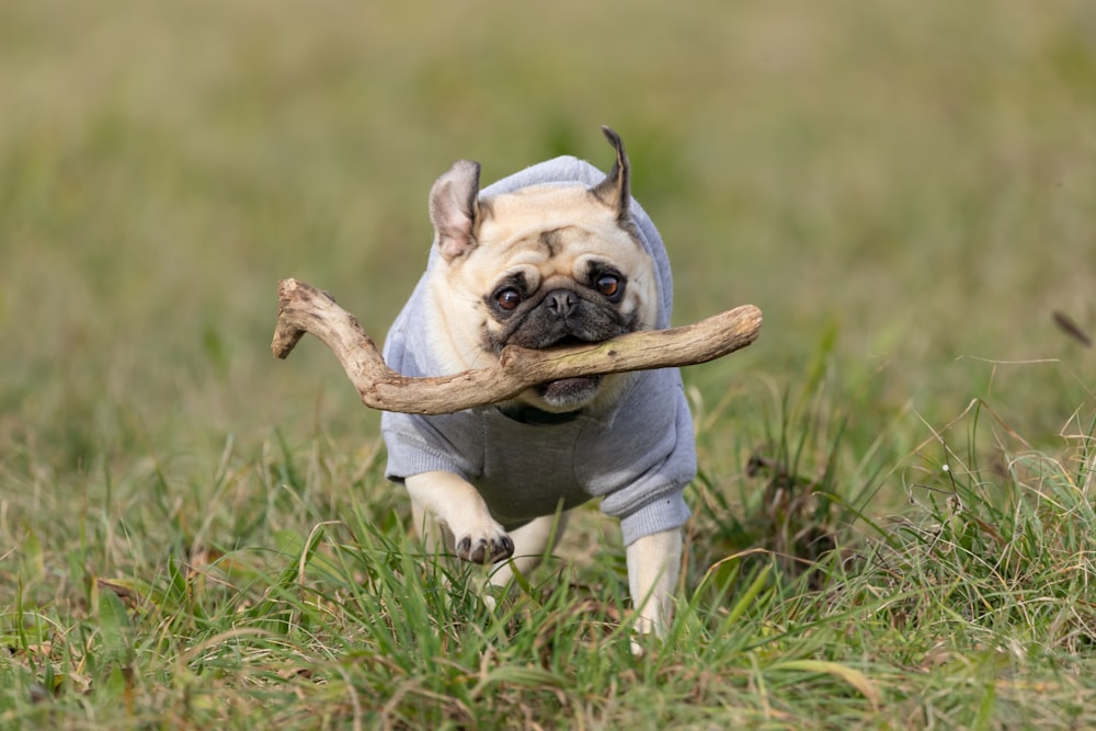 a small dog carrying a stick in its mouth