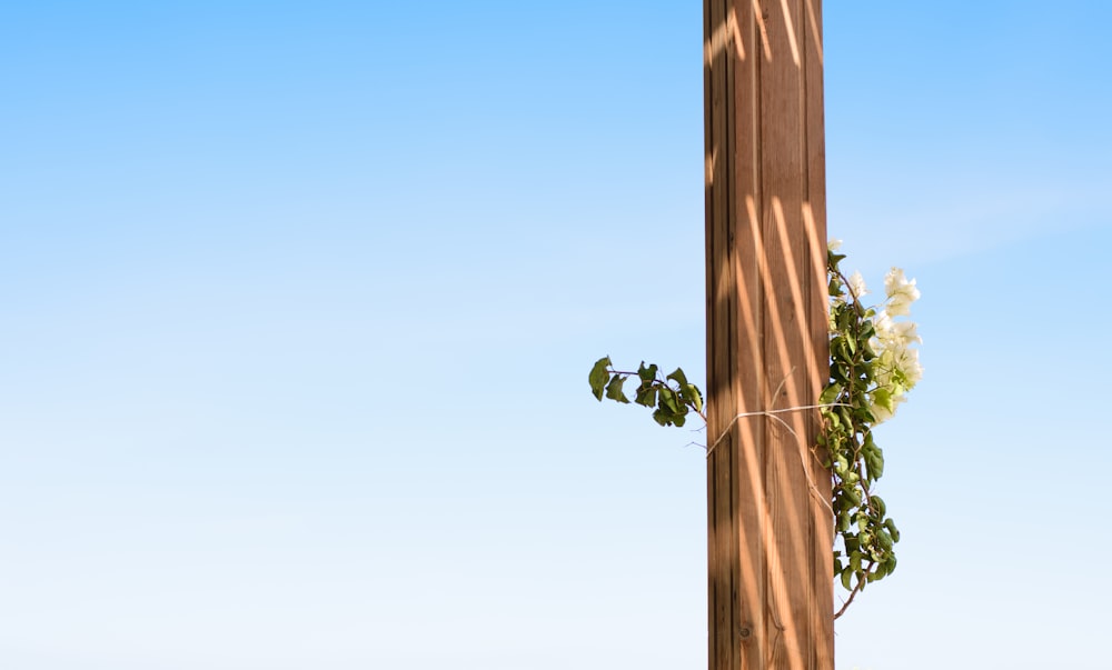 a tall wooden pole with a plant growing on it