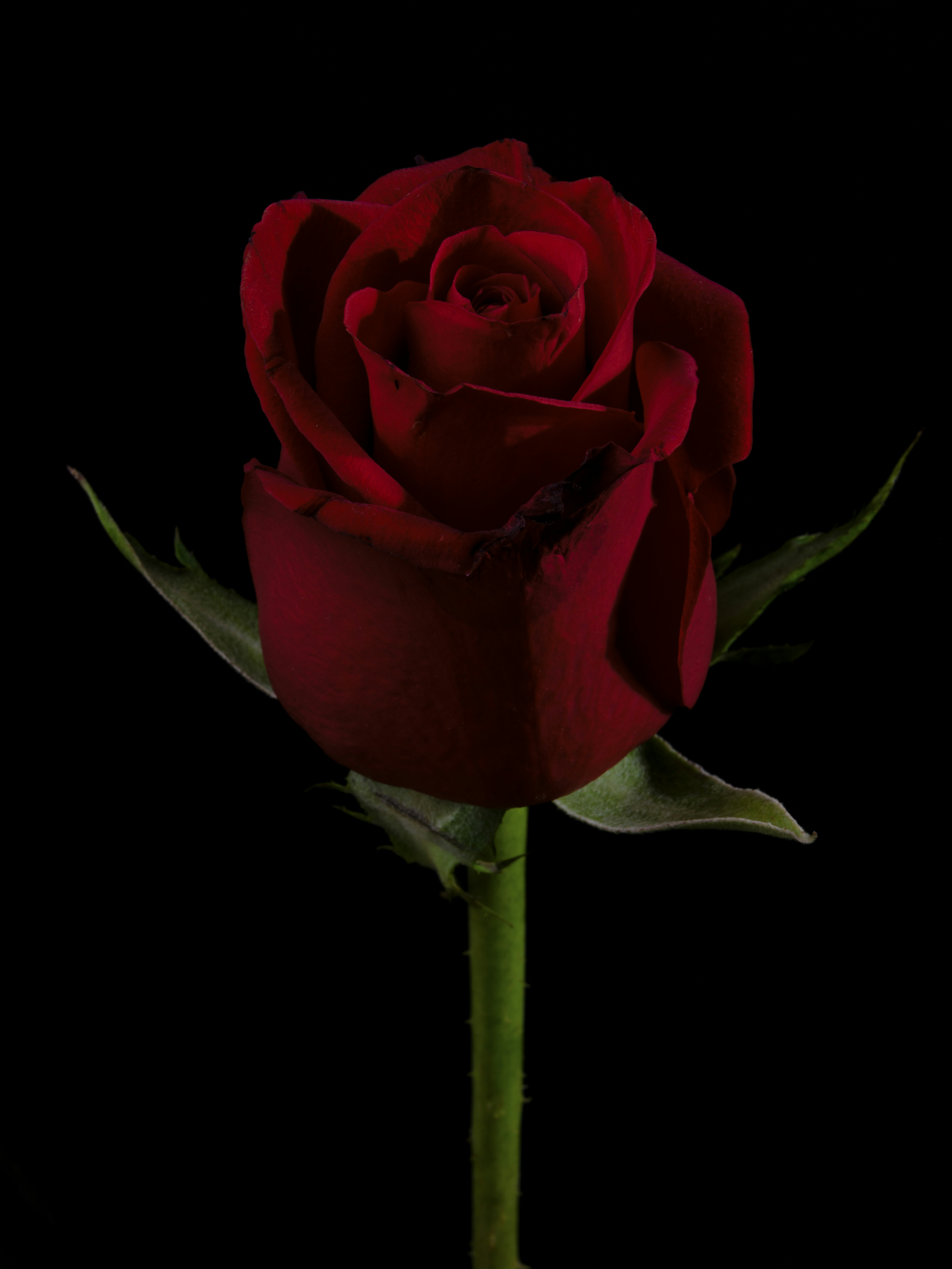 Photo by enginakyurt