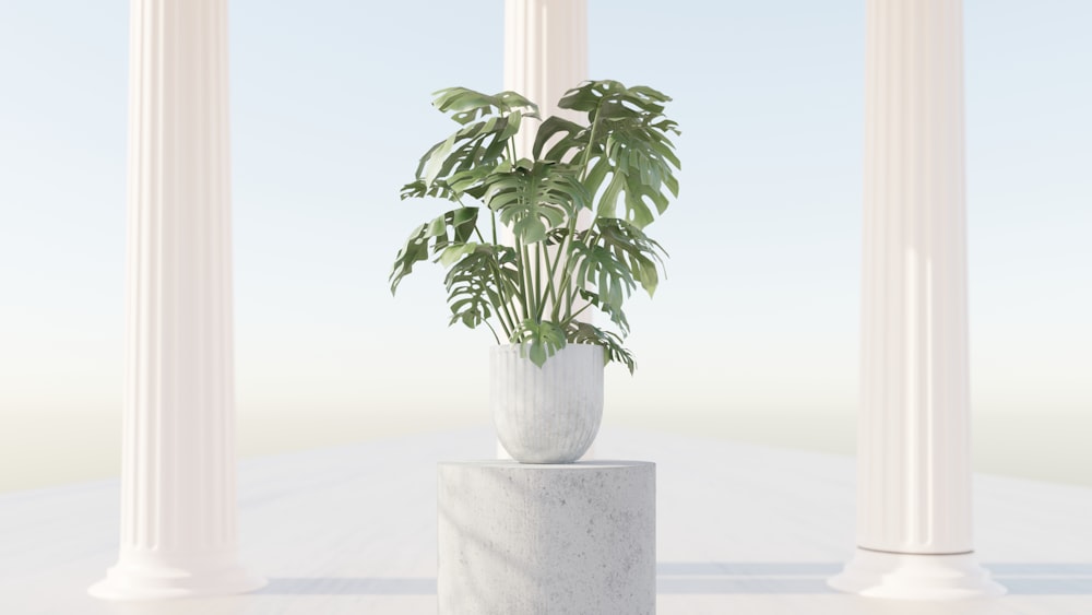eine Topfpflanze, die auf einem weißen Sockel sitzt