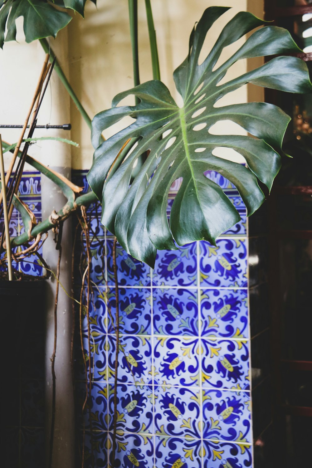 a potted plant sitting next to a blue tiled wall