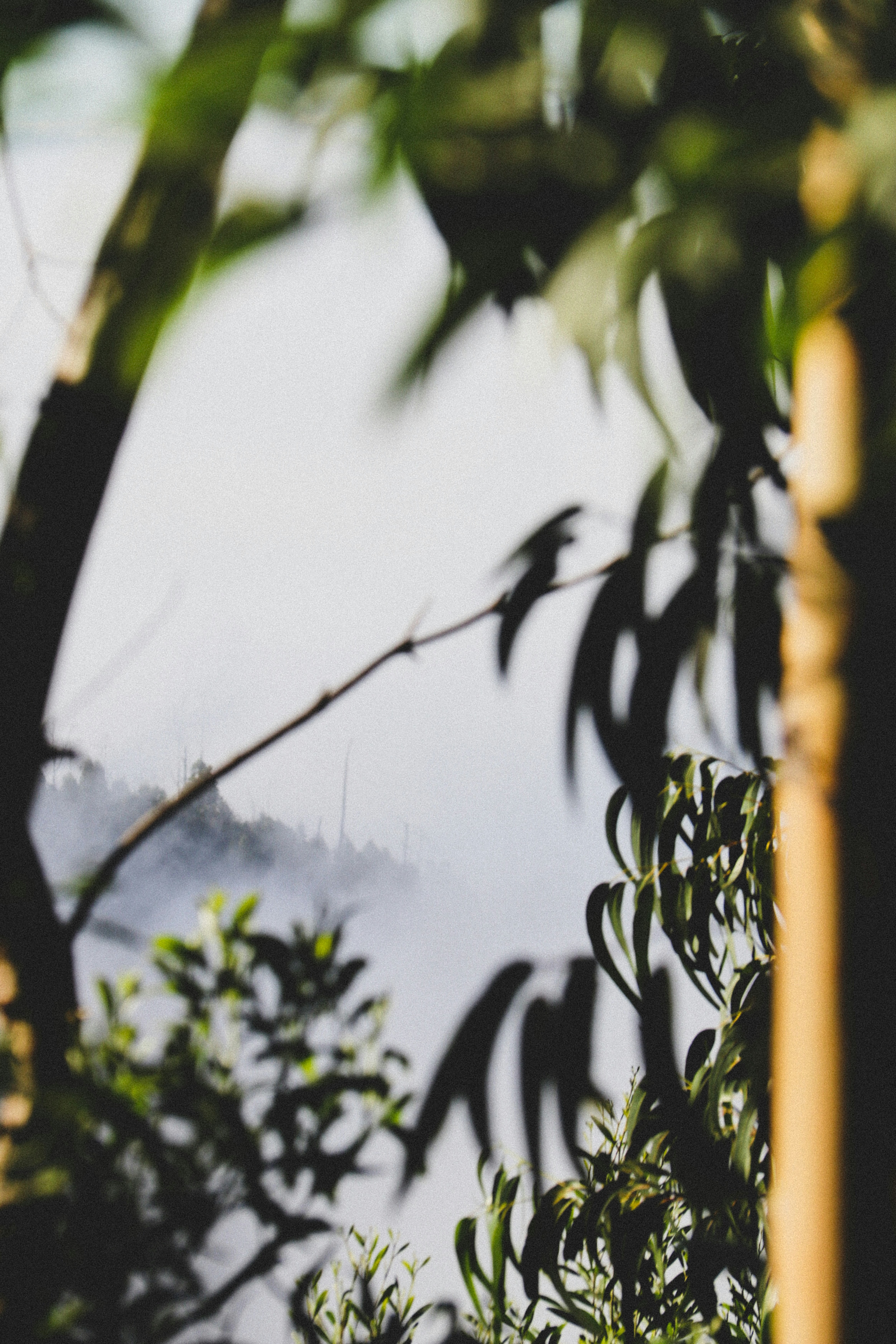 Bamboo Island photo 3