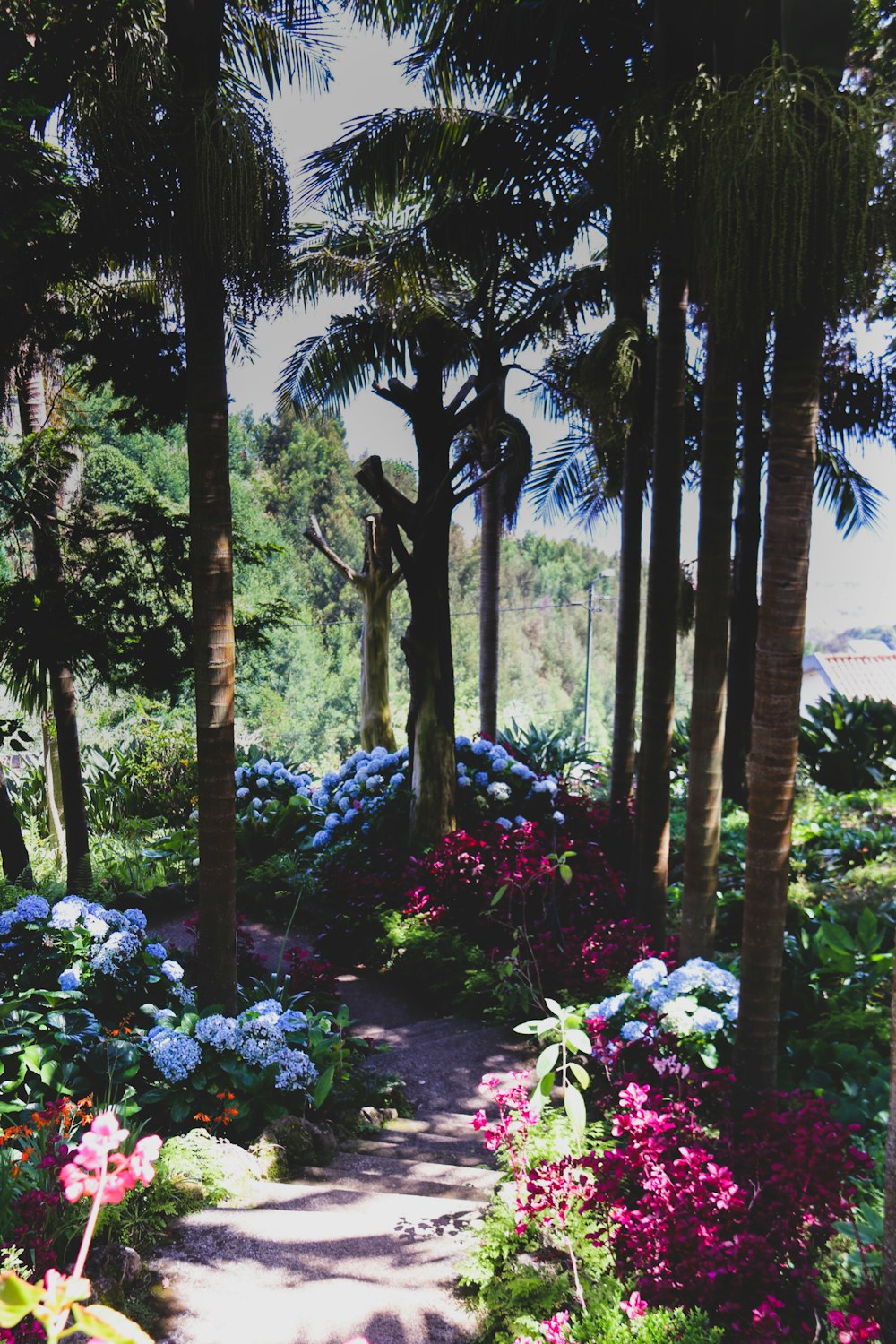 a path through a garden with lots of flowers