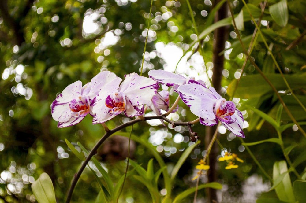 a close up of a flower on a plant