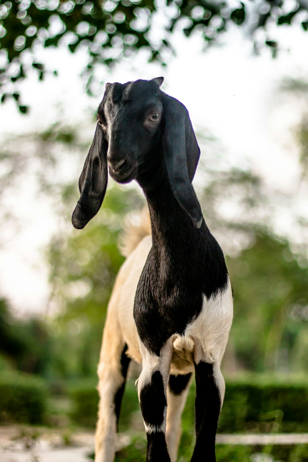 a black and white goat standing on top of a lush green field