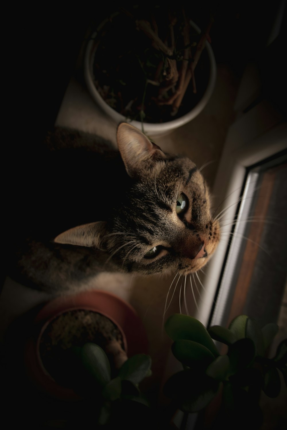 a cat is looking out of a window