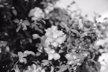A close-up of blooming flowers displaying various textures.