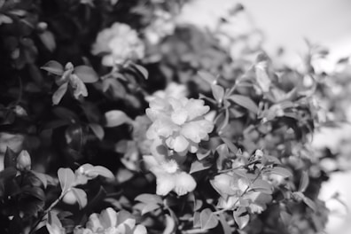 A close-up of blooming flowers displaying various textures.