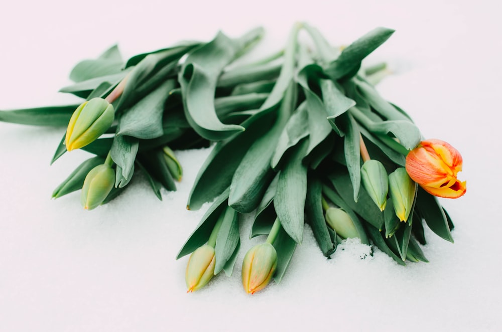 a bunch of tulips laying on a white surface