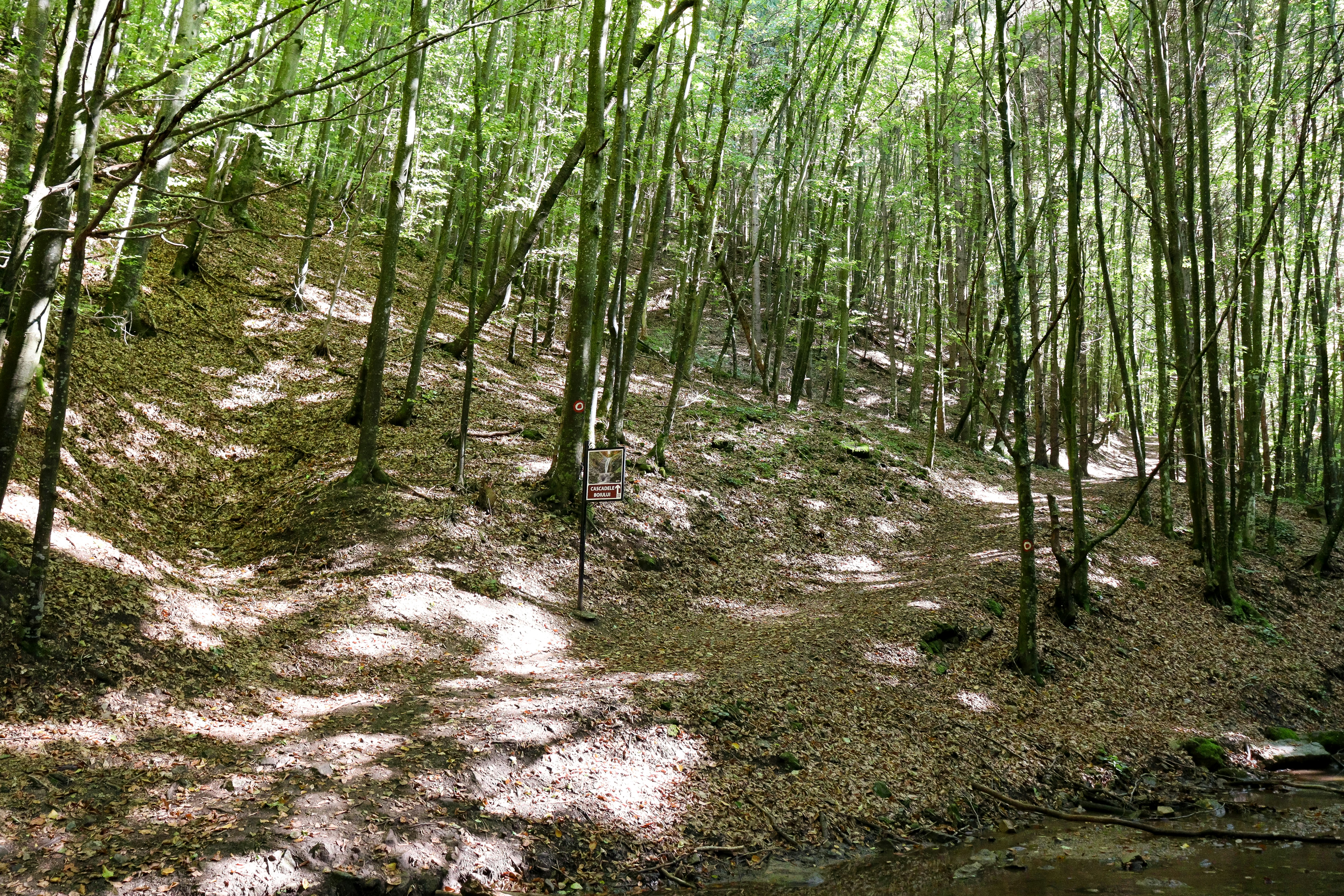 Imágenes de Bosque Muerto | Descarga imágenes gratuitas en Unsplash, image size:3000x2000