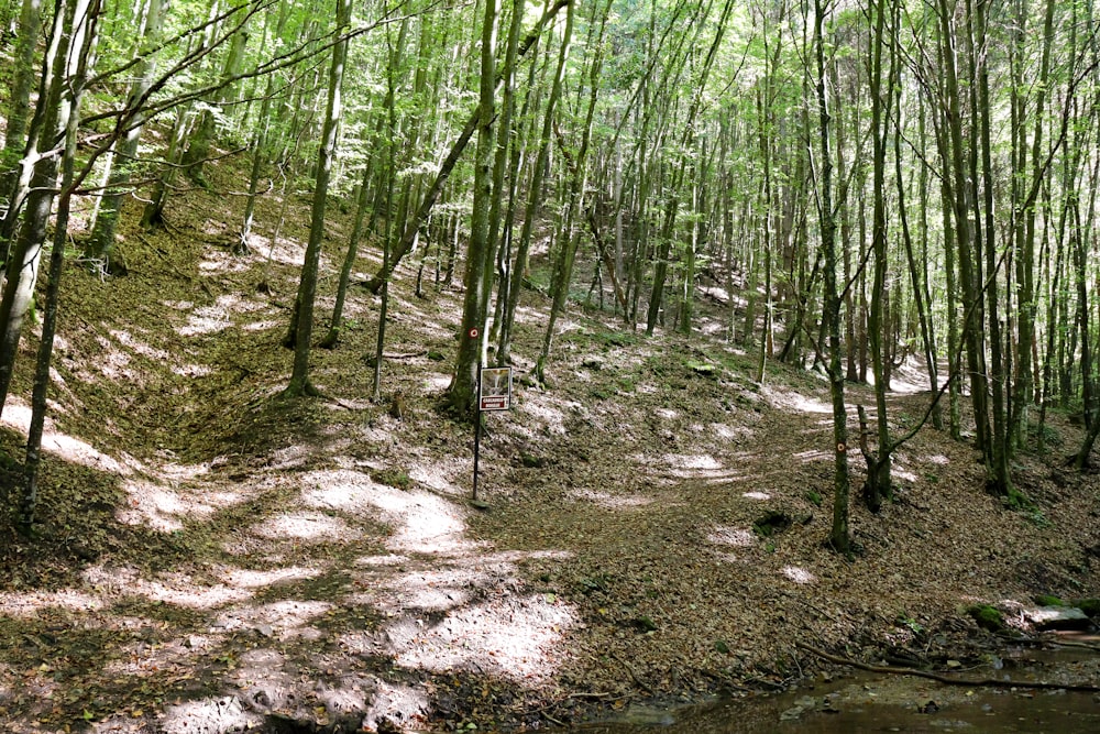 a path in the woods with a stream running through it