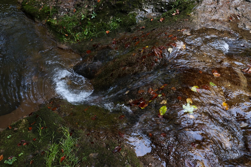 a stream running through a lush green forest