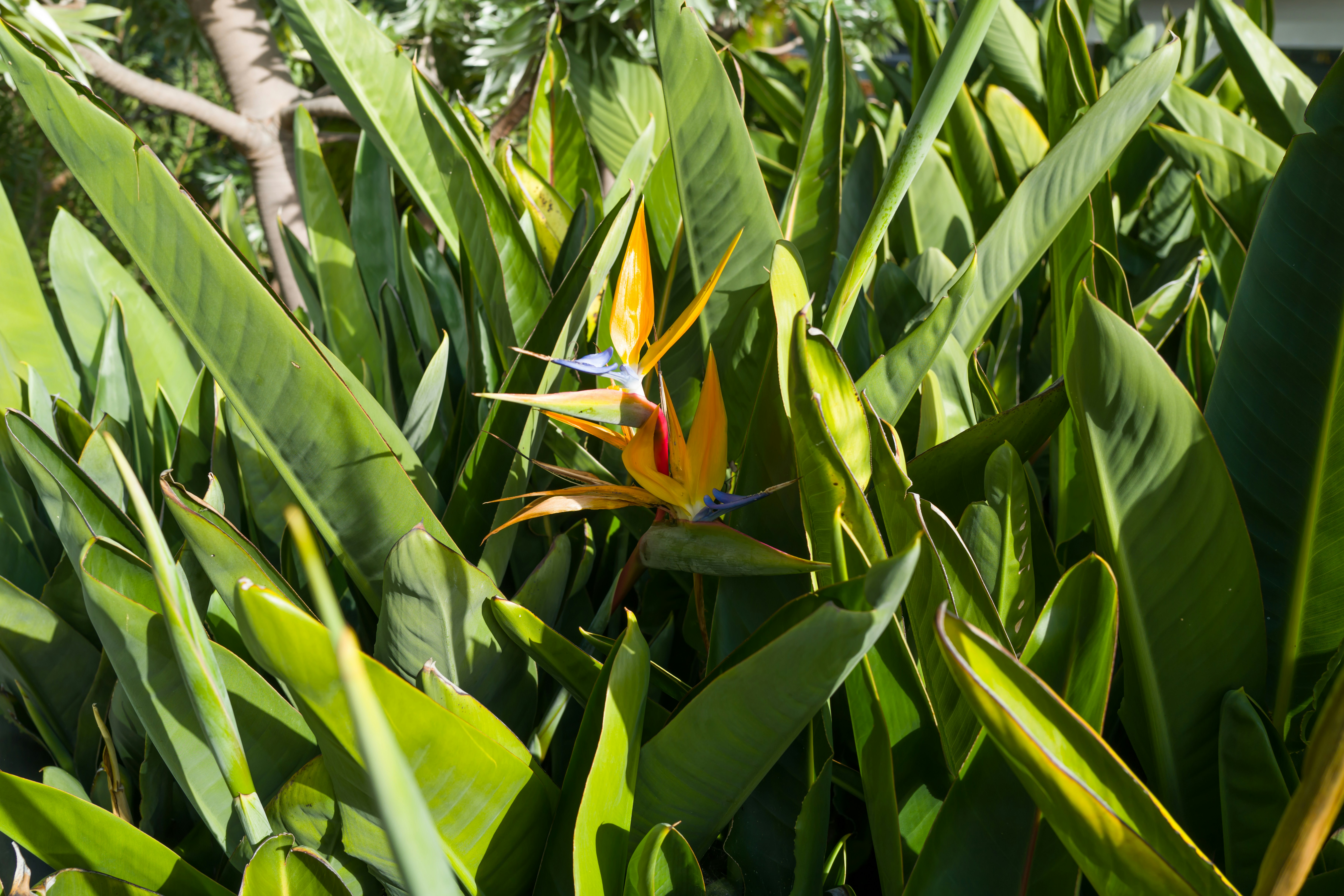 Eine Paradiesvogelblume mitten im Garten