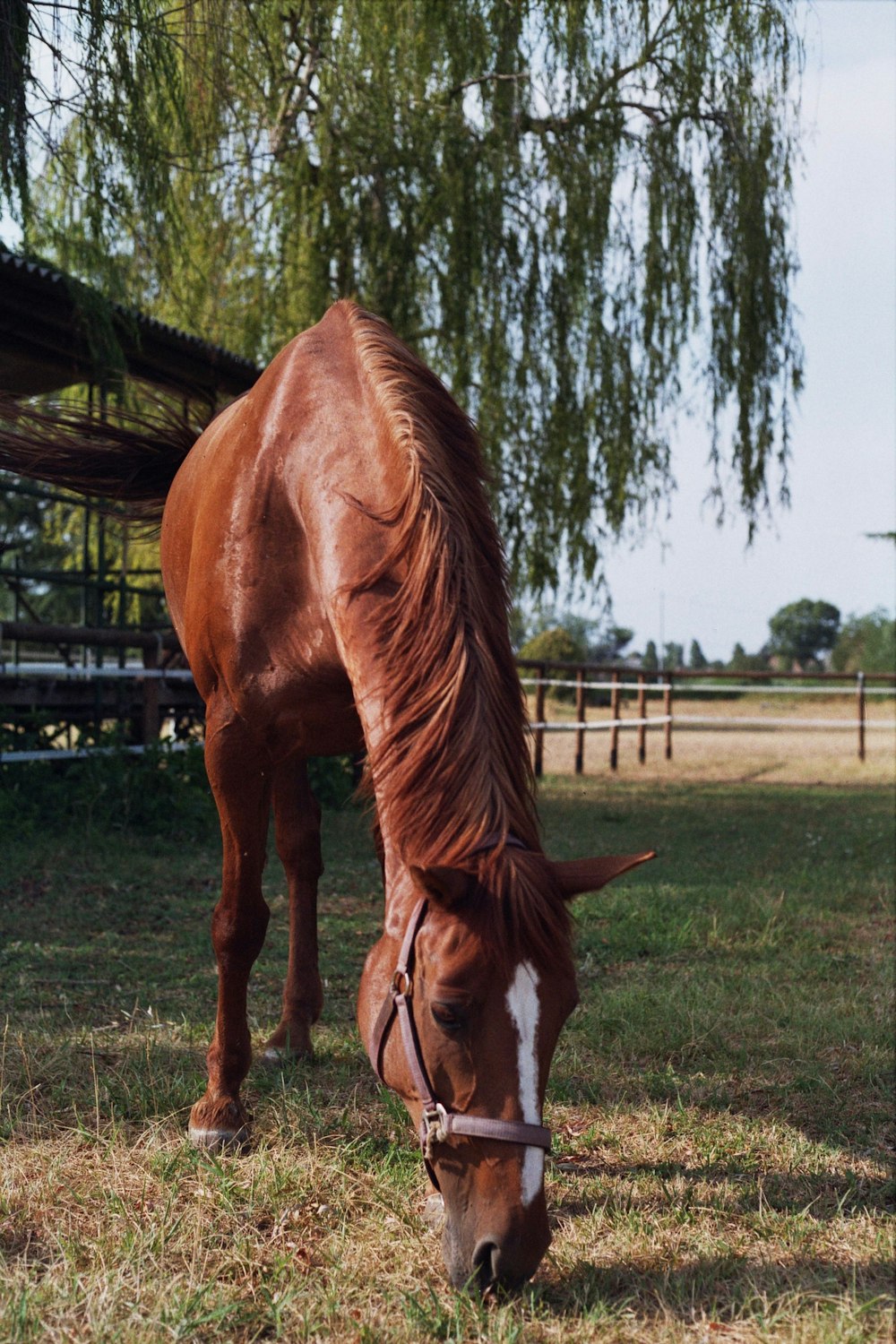 Un caballo marrón comiendo hierba en un área vallada