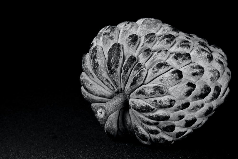 a black and white photo of a flower head