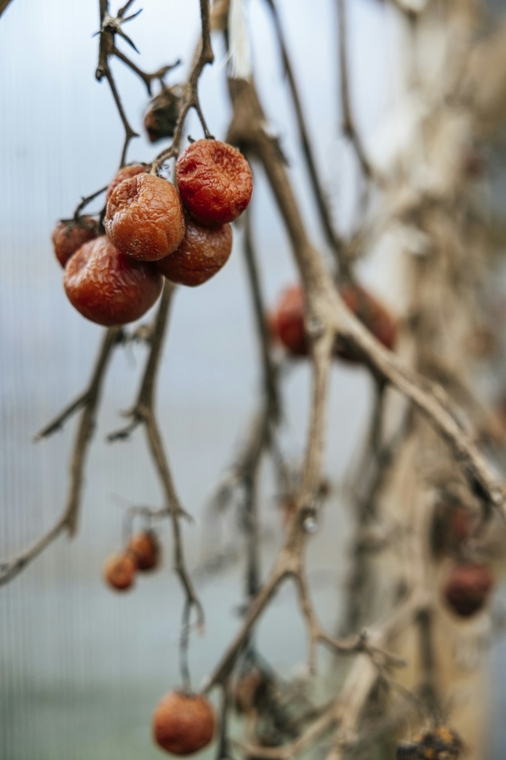 a bunch of fruit hanging from a tree