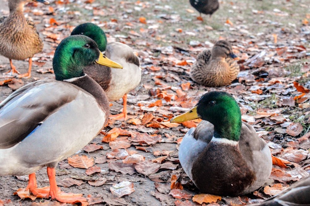a group of ducks standing on top of a leaf covered ground