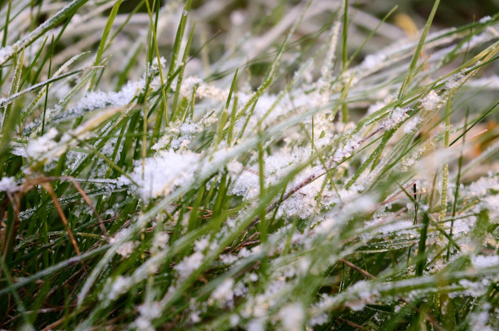 un gros plan de l’herbe avec de la neige dessus