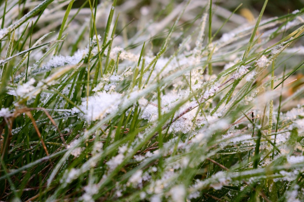 a close up of some grass with snow on it