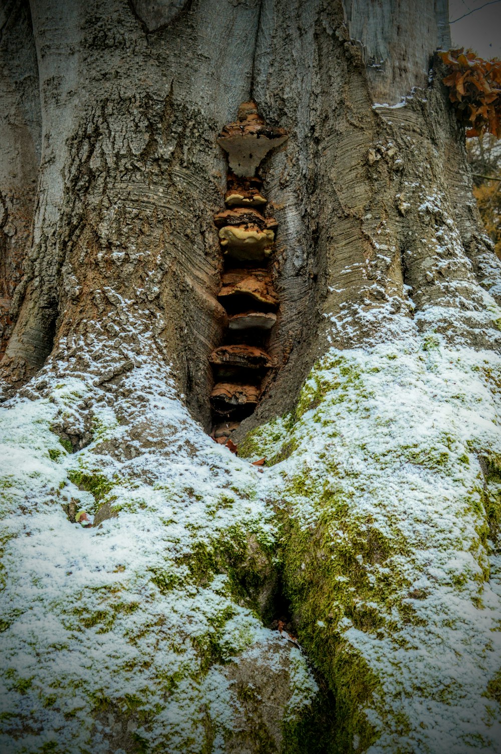 un arbre avec de la neige au sol et une échelle qui monte
