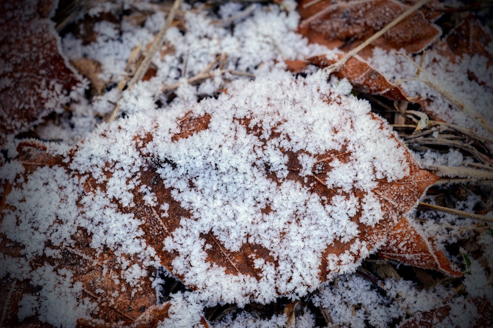 a close up of a leaf covered in snow