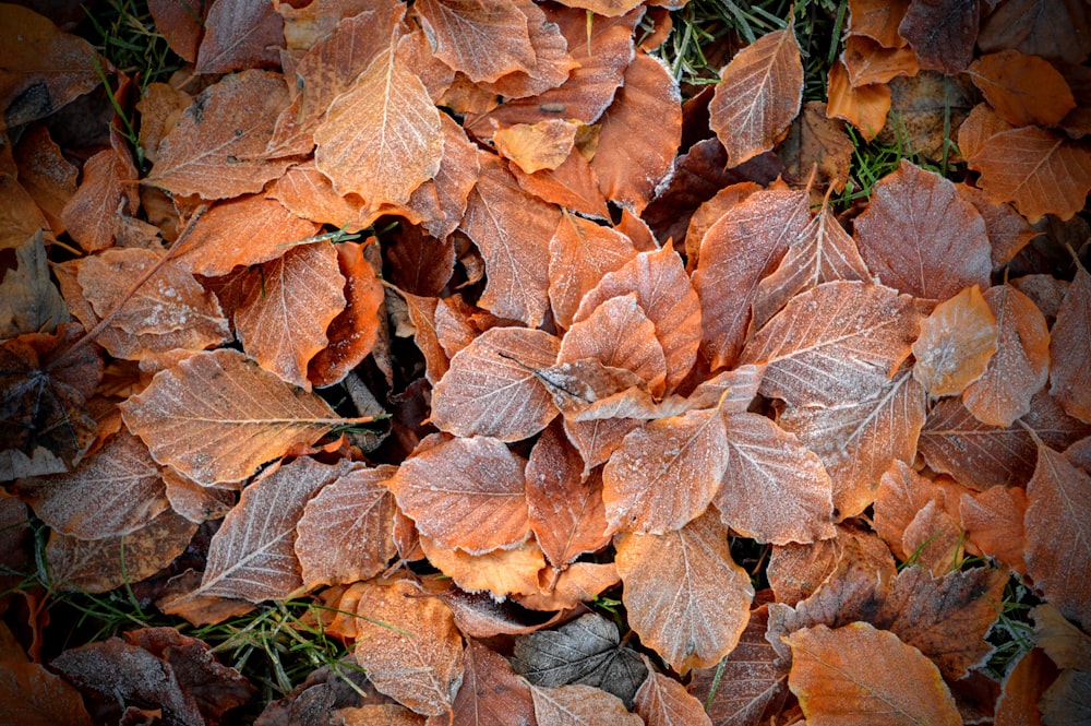 un bouquet de feuilles qui sont sur le sol