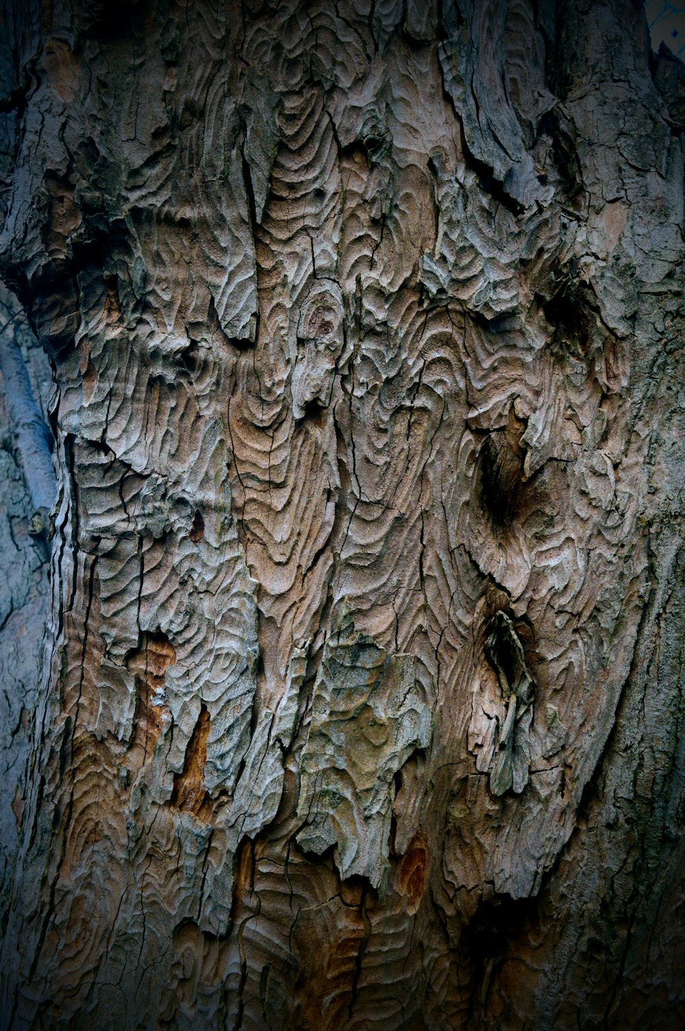 un gros plan de l’écorce d’un arbre avec un motif dessus