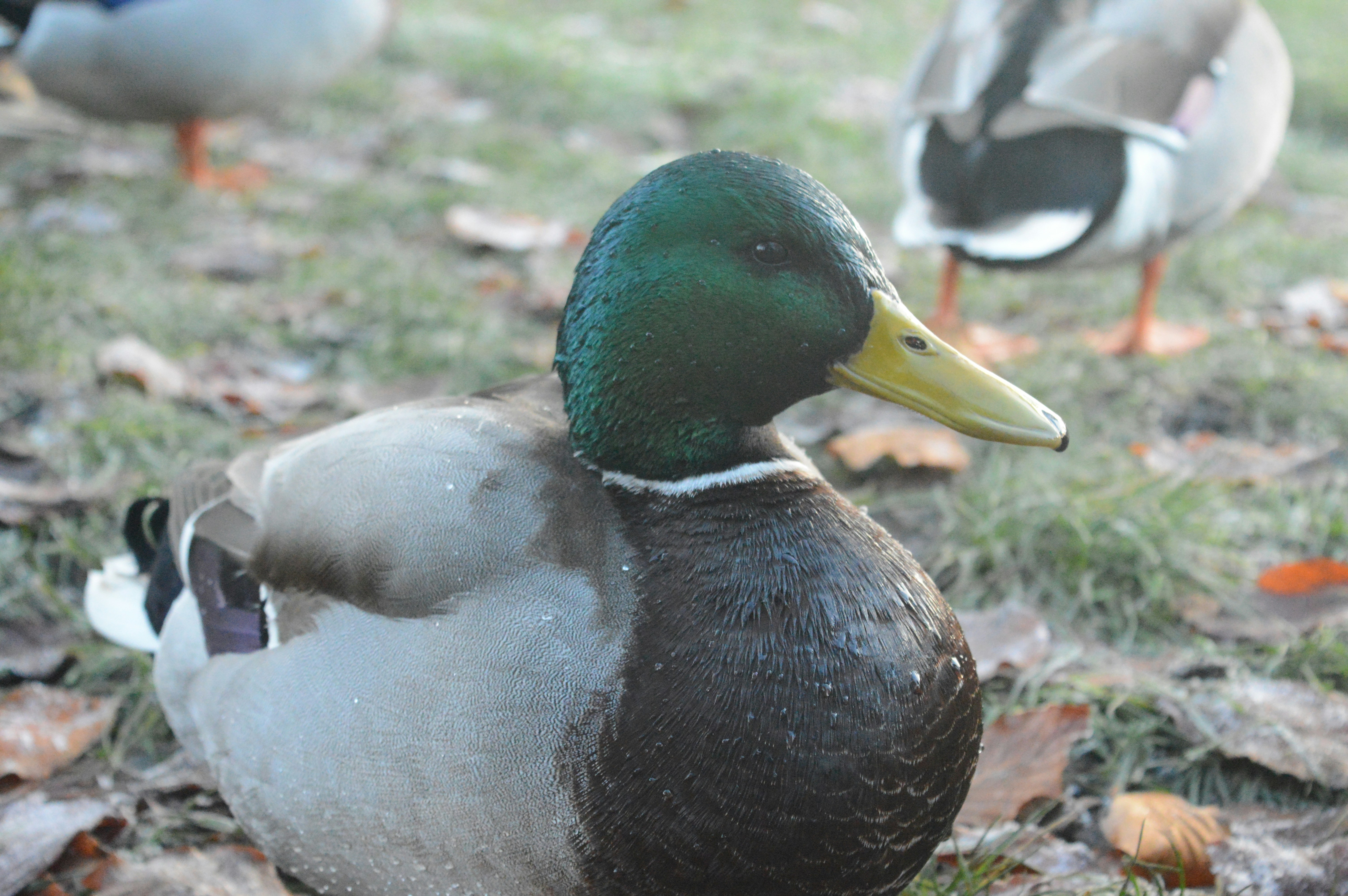 a couple of ducks that are standing in the grass, 