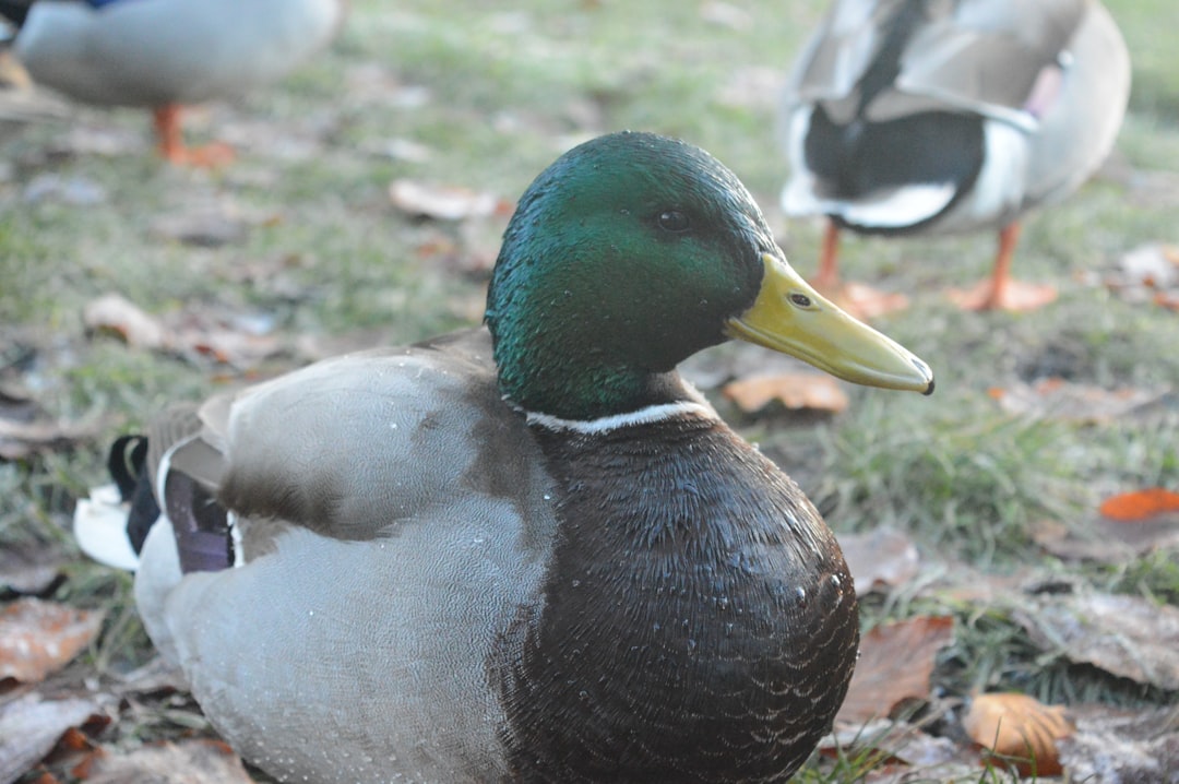 a couple of ducks that are standing in the grass,