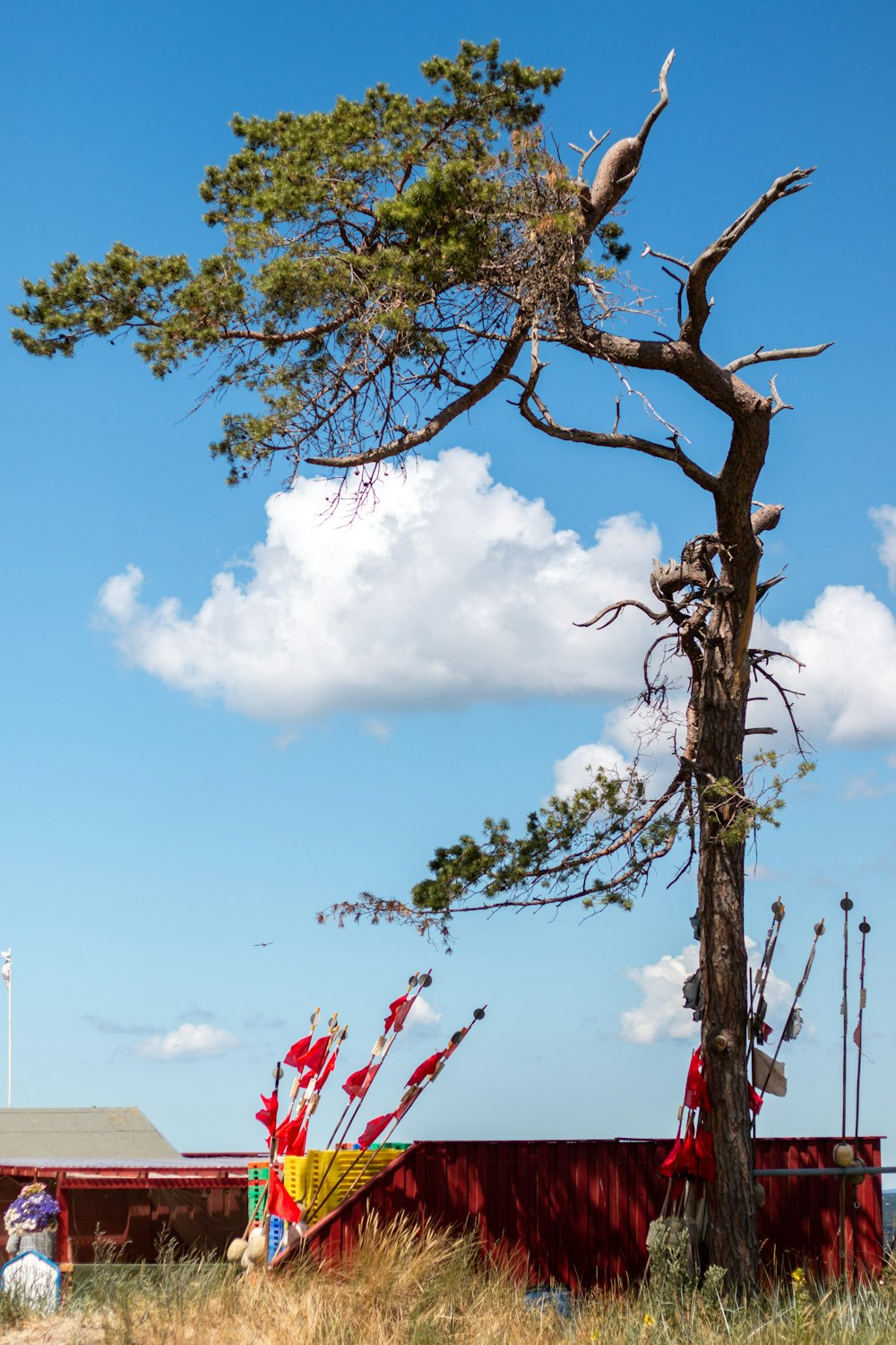 a tall tree with a bird perched on top of it