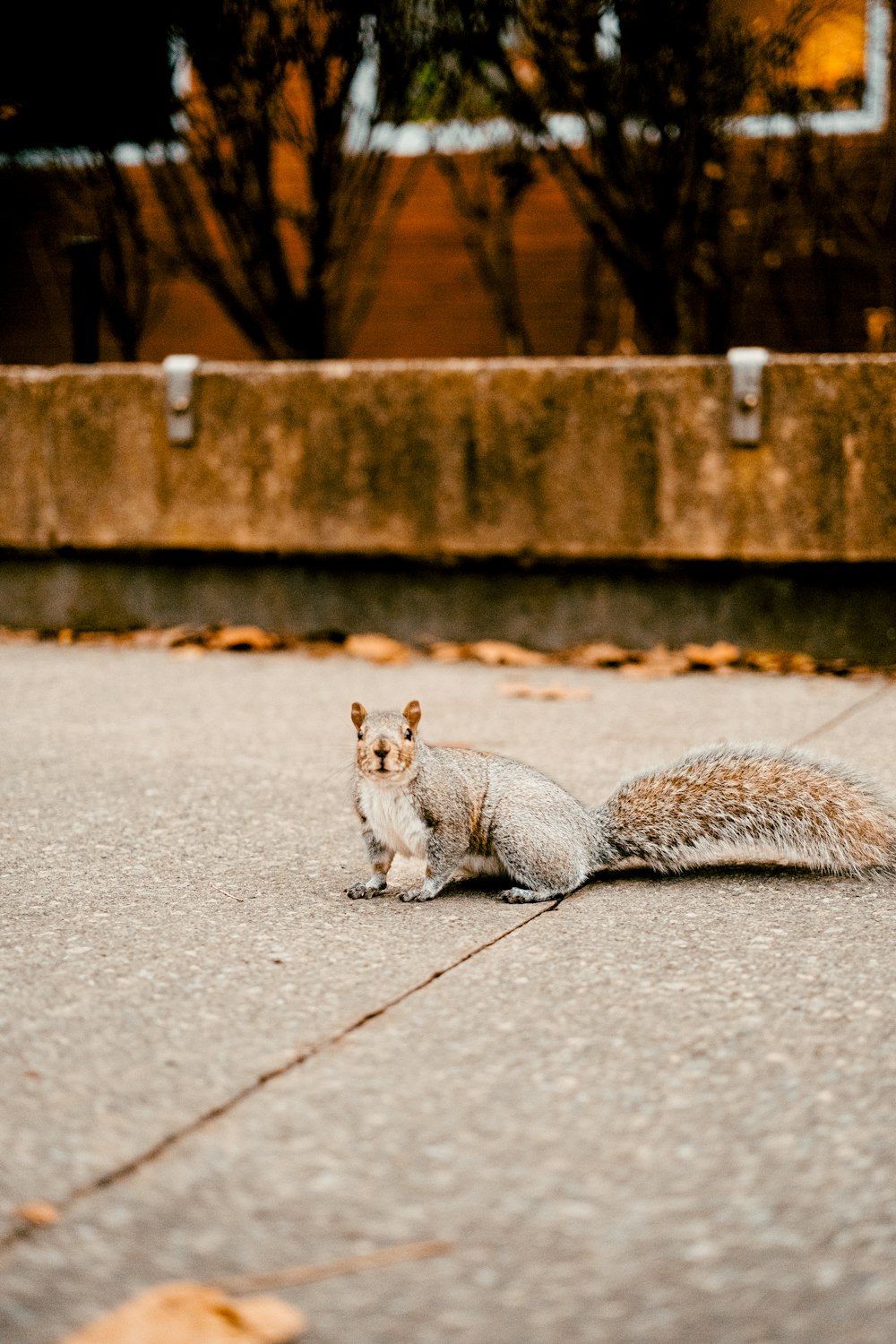 a squirrel sitting on the ground in front of a building