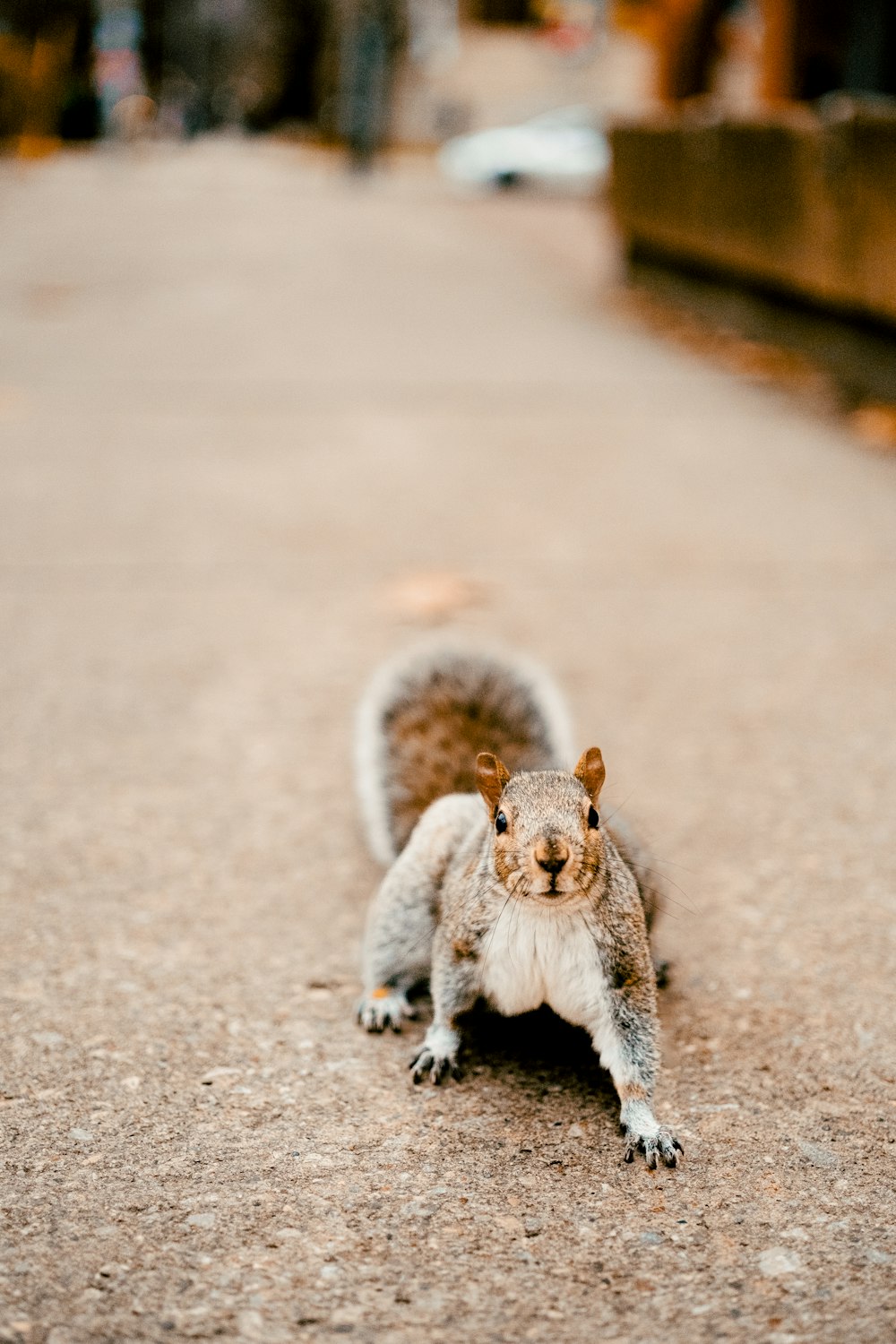 a small squirrel is standing on the ground
