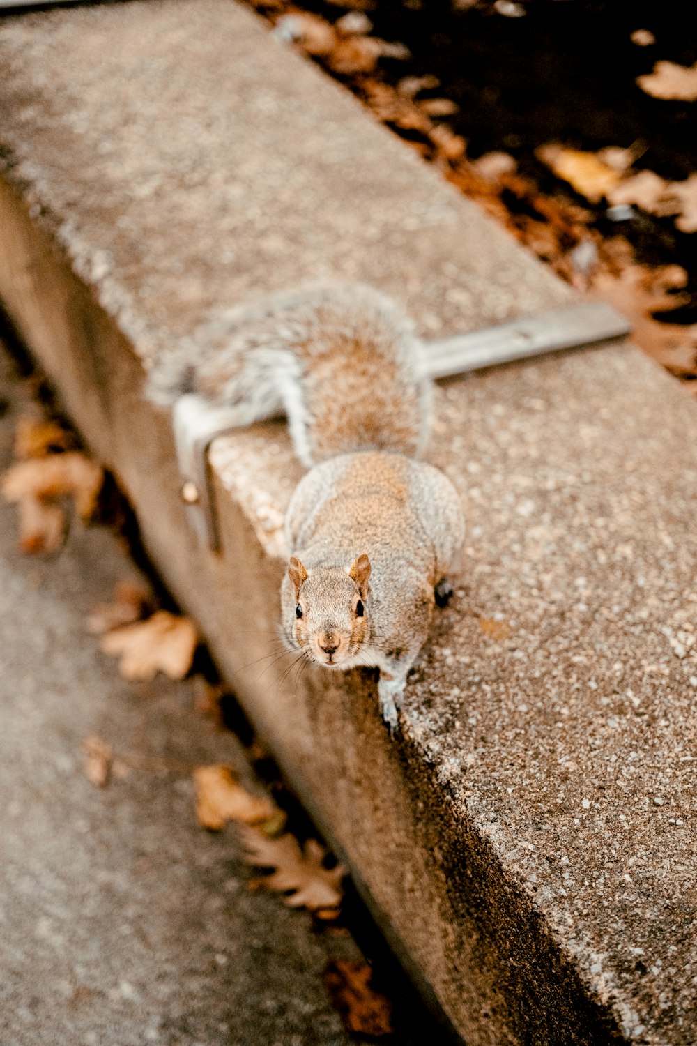 Un écureuil est assis sur un banc en béton