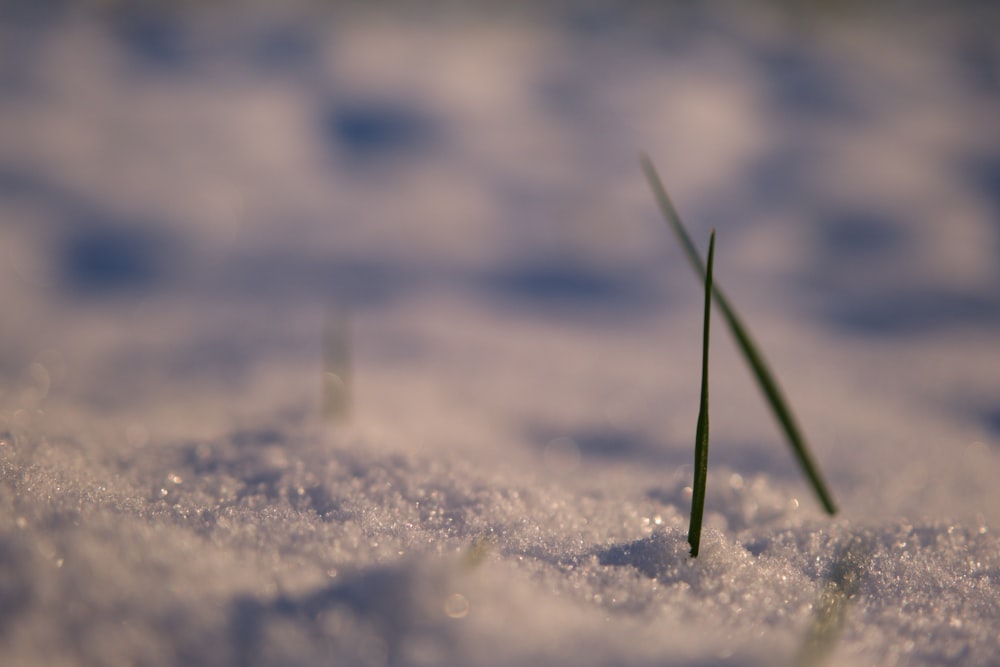 a small green plant sticking out of the snow