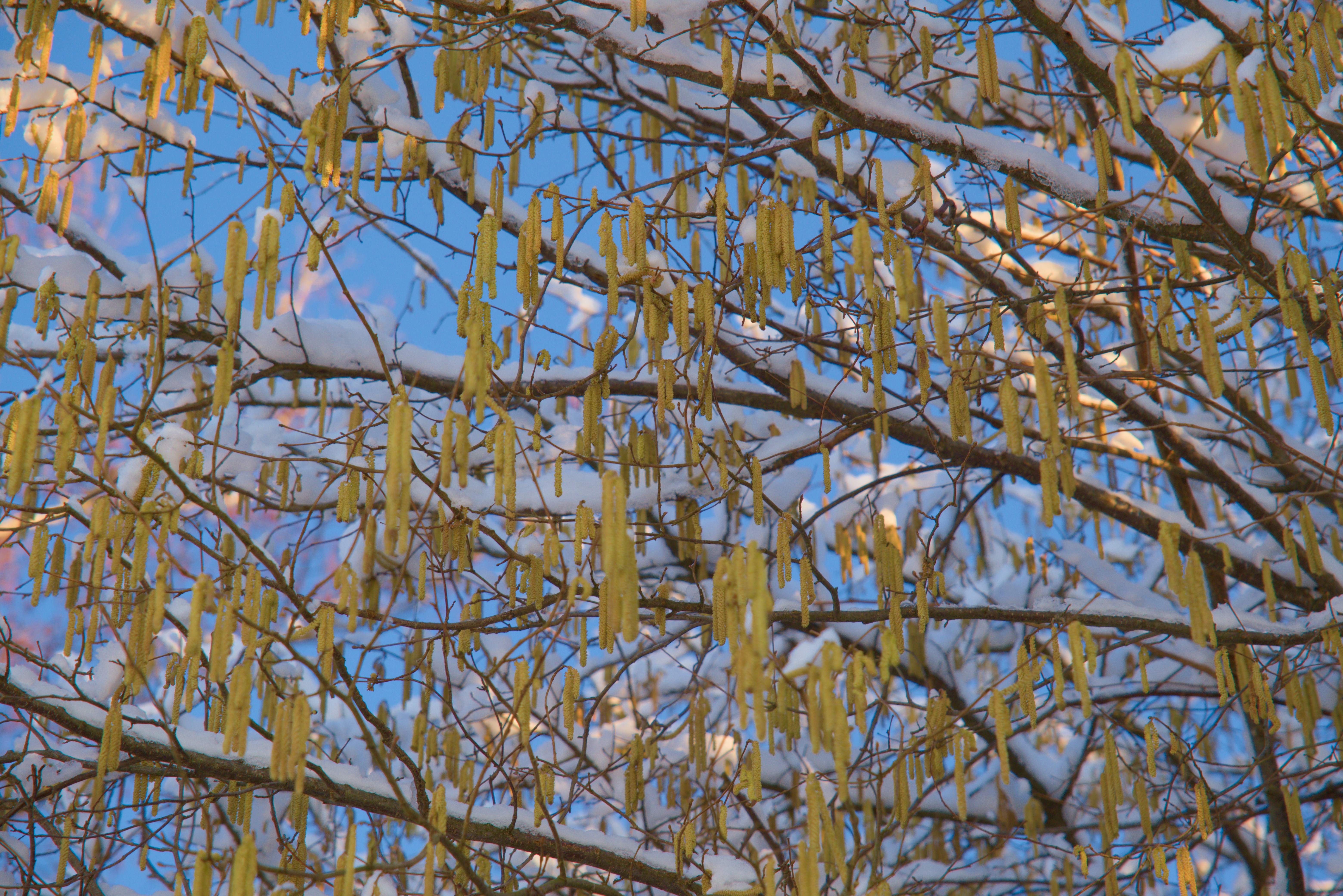 Die Äste eines Baumes sind mit Schnee bedeckt