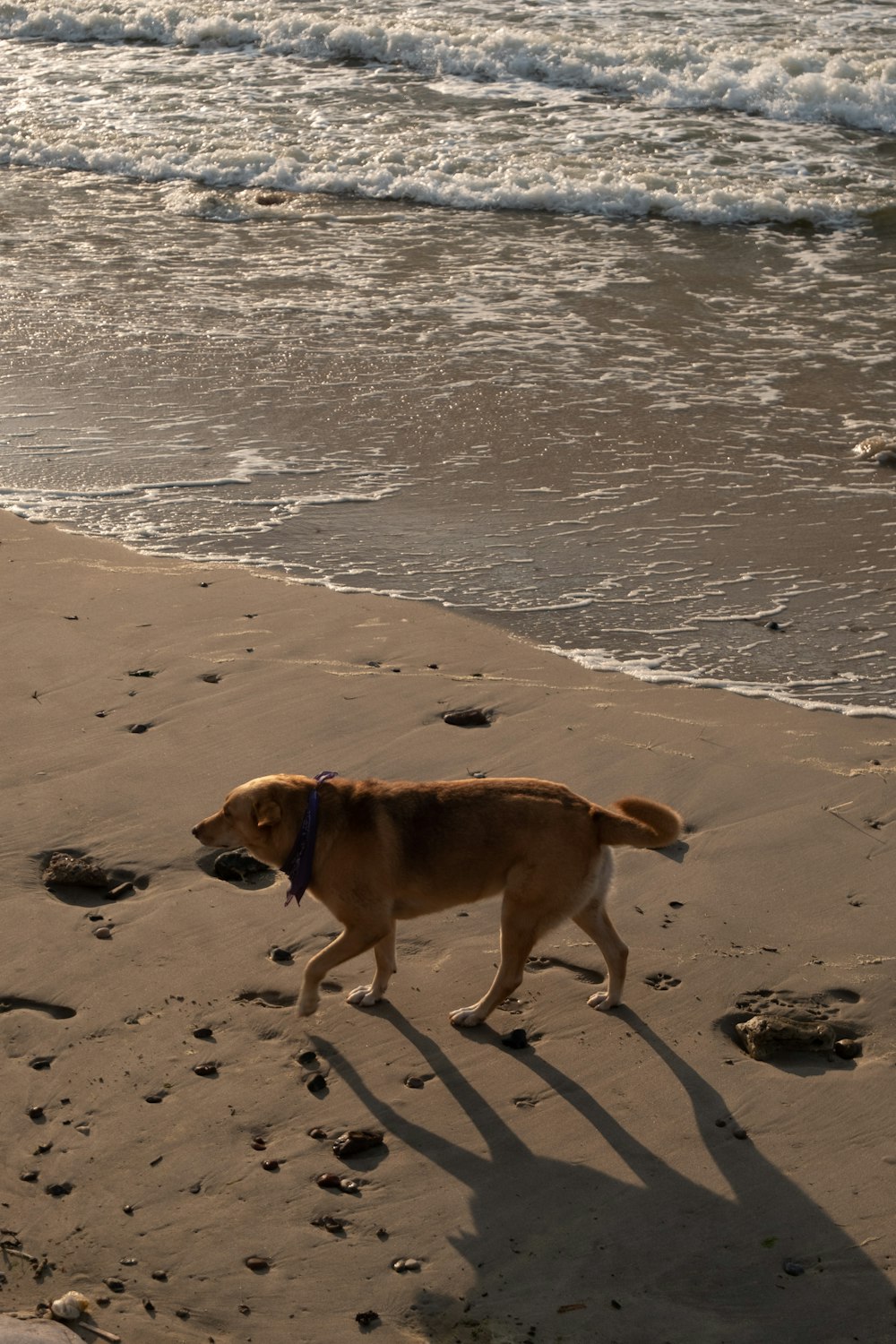 um cão que caminha em uma praia ao lado do oceano